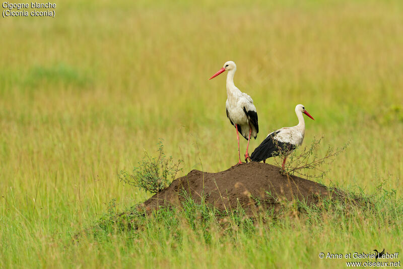 Cigogne blancheadulte