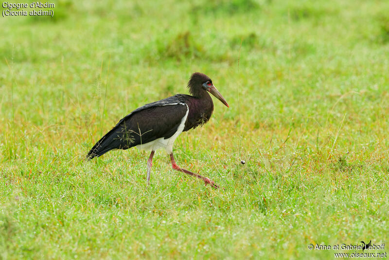 Cigogne d'Abdim