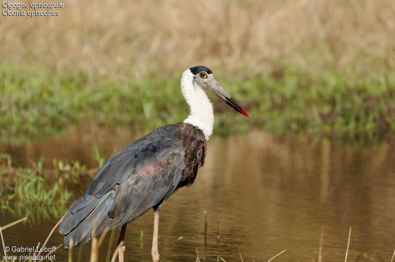 Asian Woolly-necked Stork