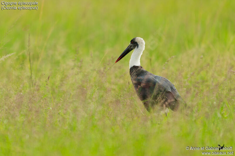 Asian Woolly-necked Stork