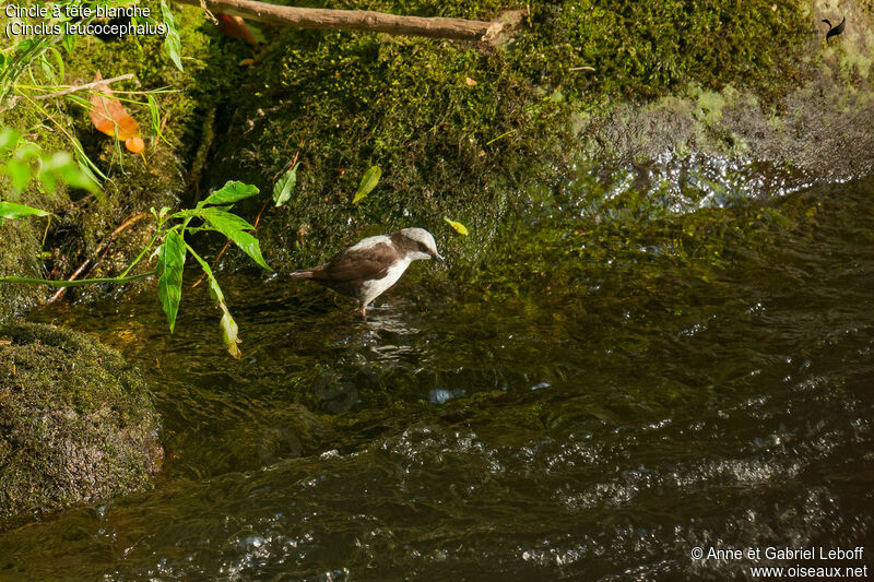 White-capped Dipper