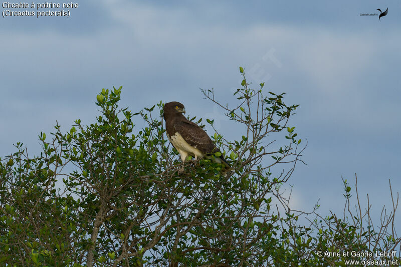 Black-chested Snake Eagleadult