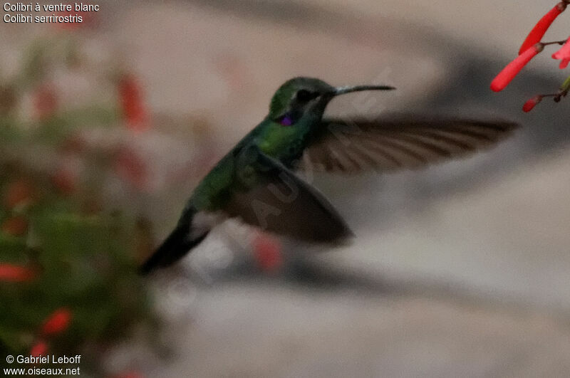 White-vented Violetear