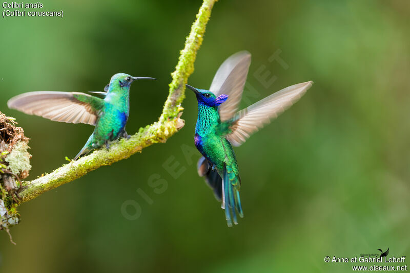 Colibri anaïsadulte