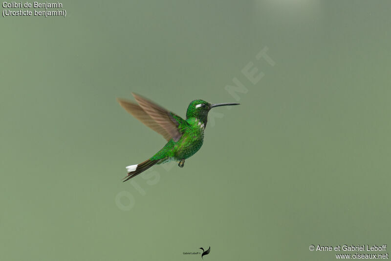 Purple-bibbed Whitetip male adult