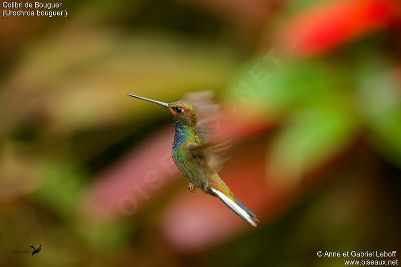 Rufous-gaped Hillstar male adult