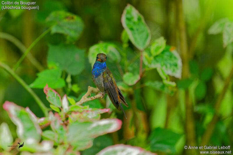 Colibri de Bougueradulte