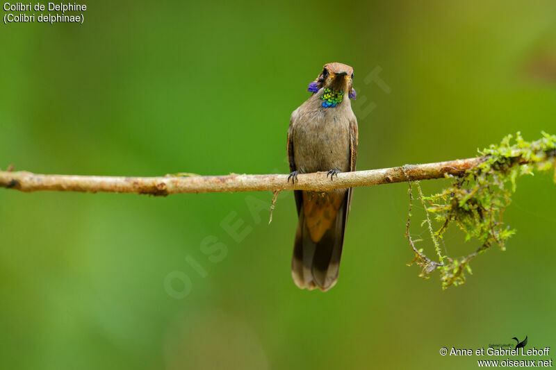 Brown Violetear