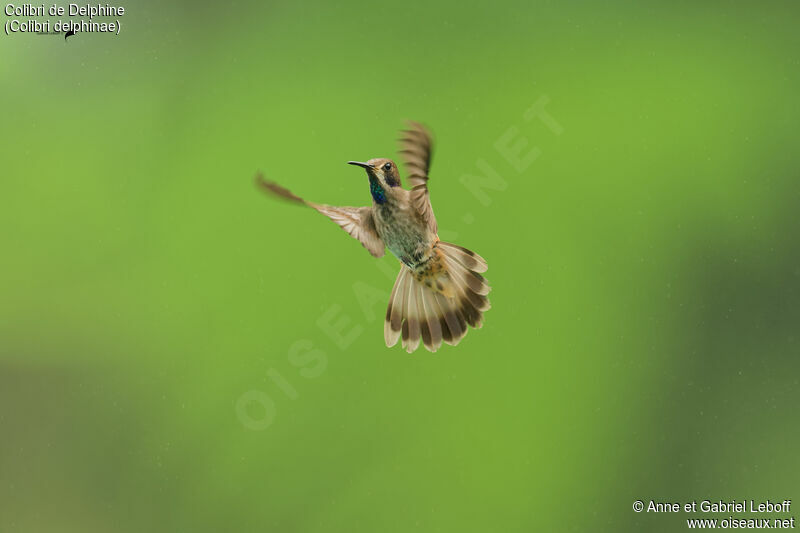 Colibri de Delphine