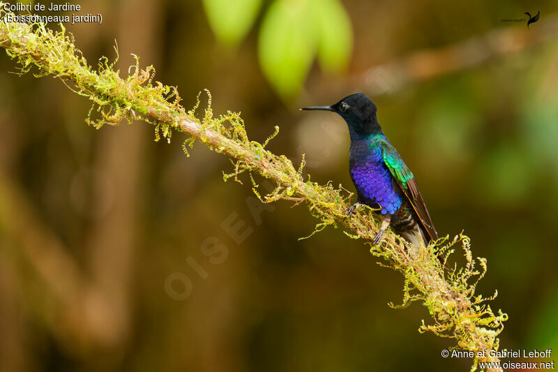 Velvet-purple Coronet