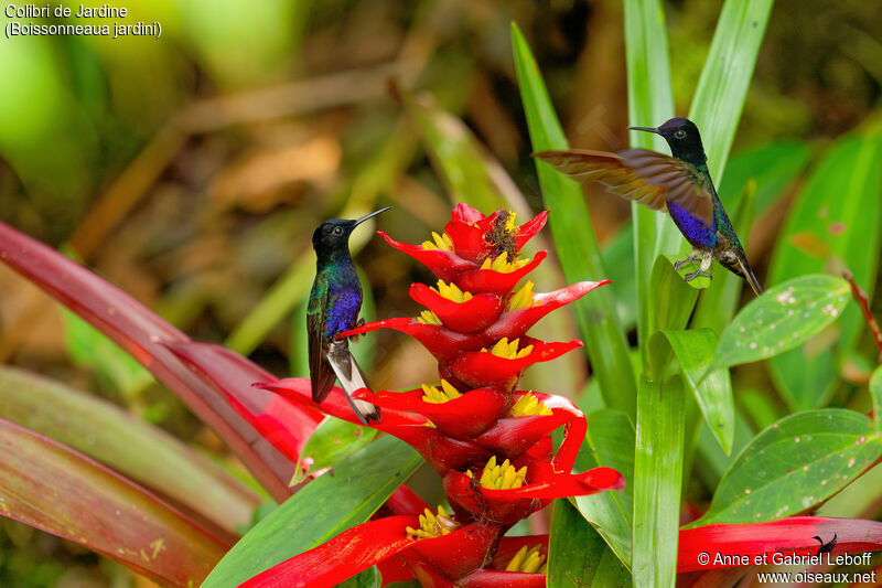 Colibri de Jardine