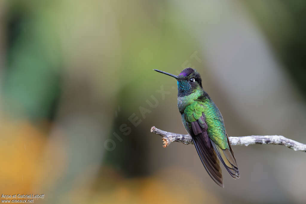 Colibri de la Talamanca
