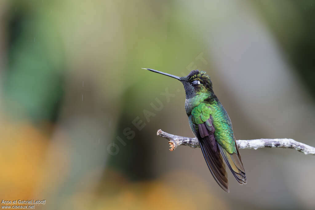 Colibri de la Talamanca