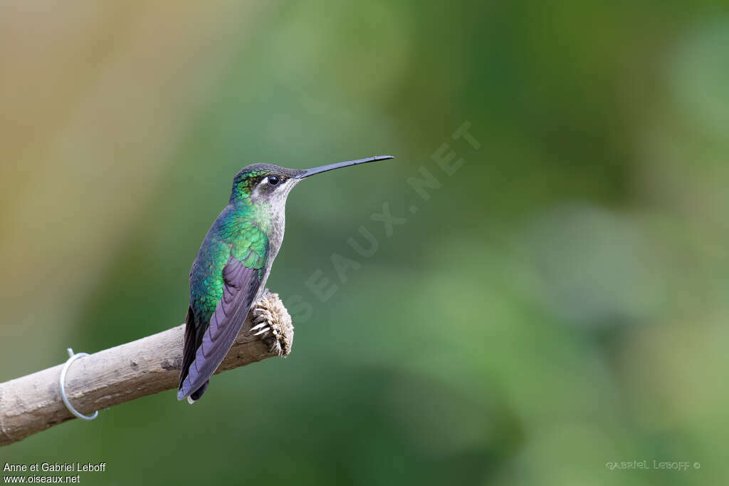 Colibri de la Talamanca
