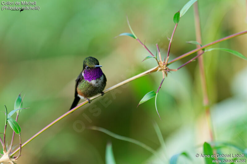 Colibri de Mitchell mâle adulte