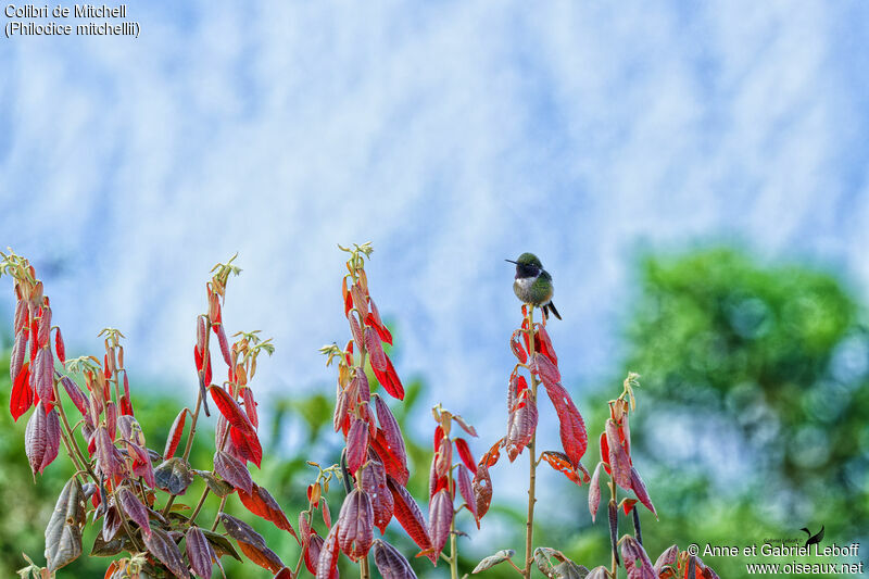 Purple-throated Woodstar male