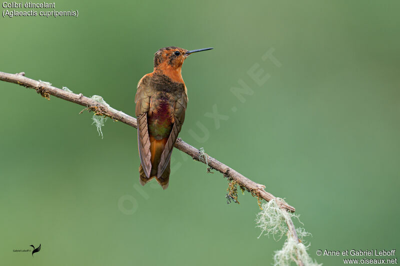 Colibri étincelant mâle adulte