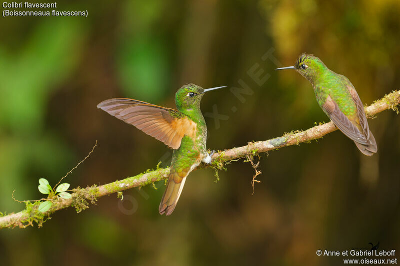 Colibri flavescent