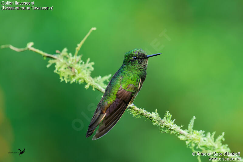 Colibri flavescentadulte