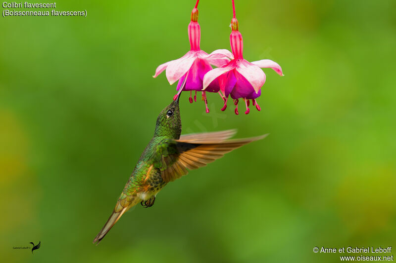 Buff-tailed Coronetadult