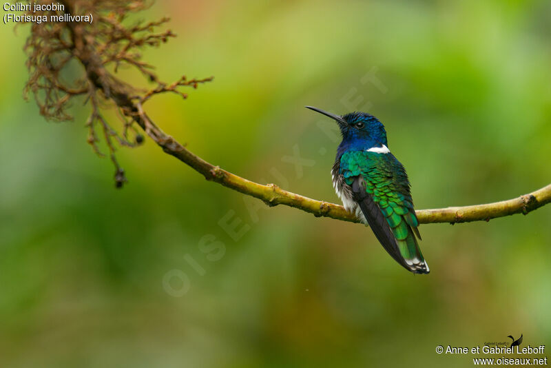 White-necked Jacobin male