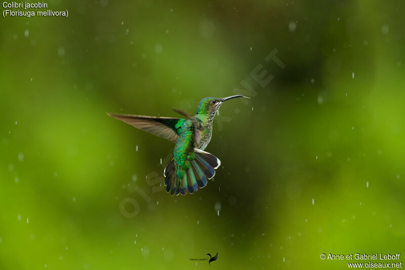 Colibri jacobin femelle adulte