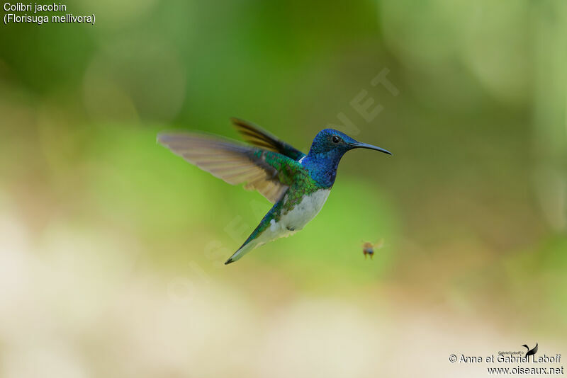 White-necked Jacobin male adult