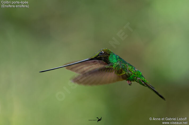 Sword-billed Hummingbird male adult