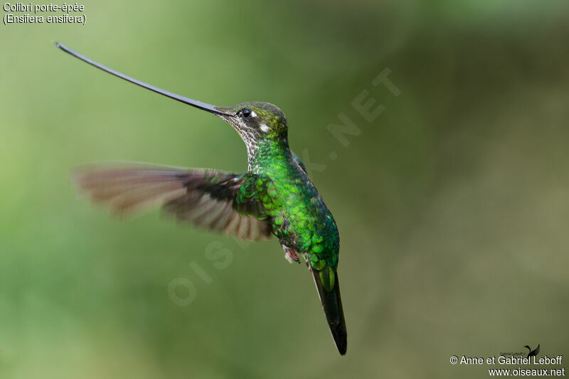 Colibri porte-épée femelle adulte