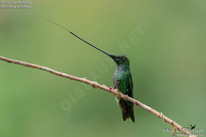 Colibri porte-épée femelle adulte