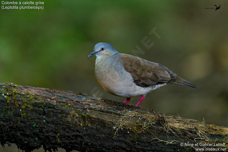 Grey-headed Doveadult