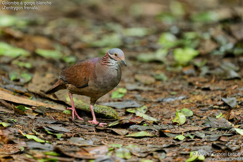 White-throated Quail-Dove