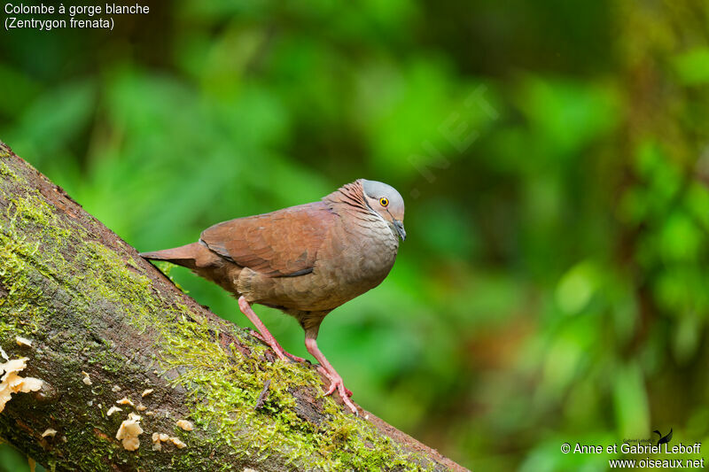 White-throated Quail-Dove