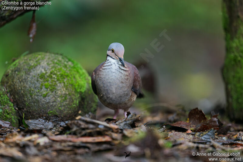 White-throated Quail-Doveadult