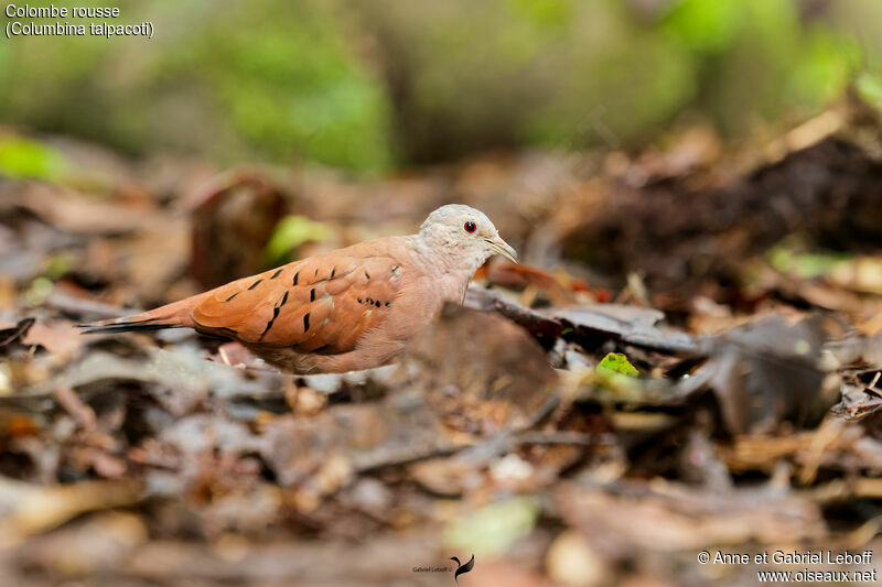 Ruddy Ground Dove