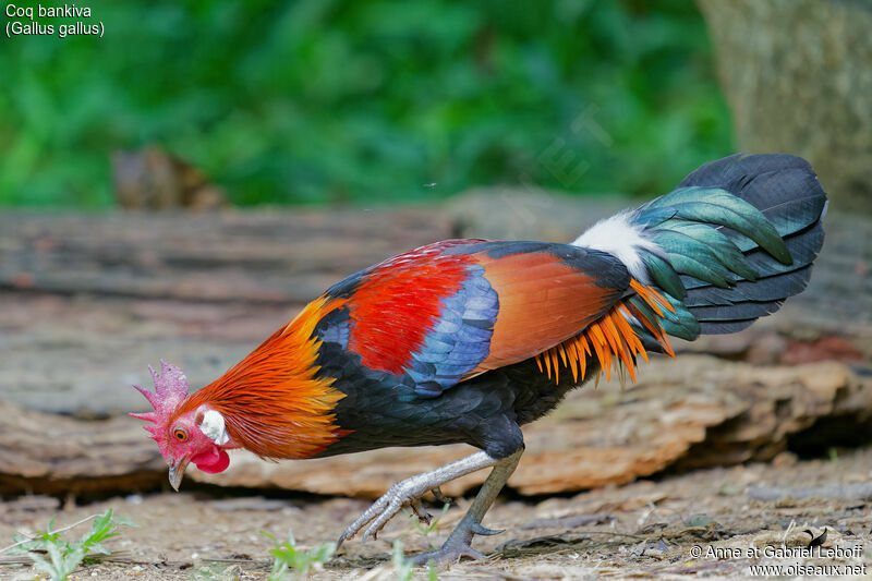 Red Junglefowl male adult