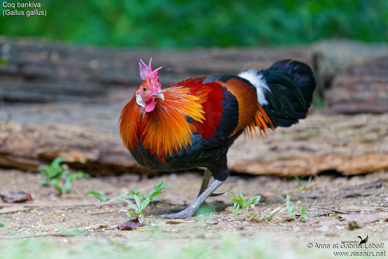 Coq bankiva mâle adulte