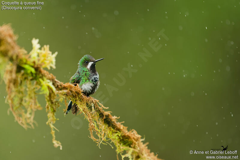 Green Thorntail female