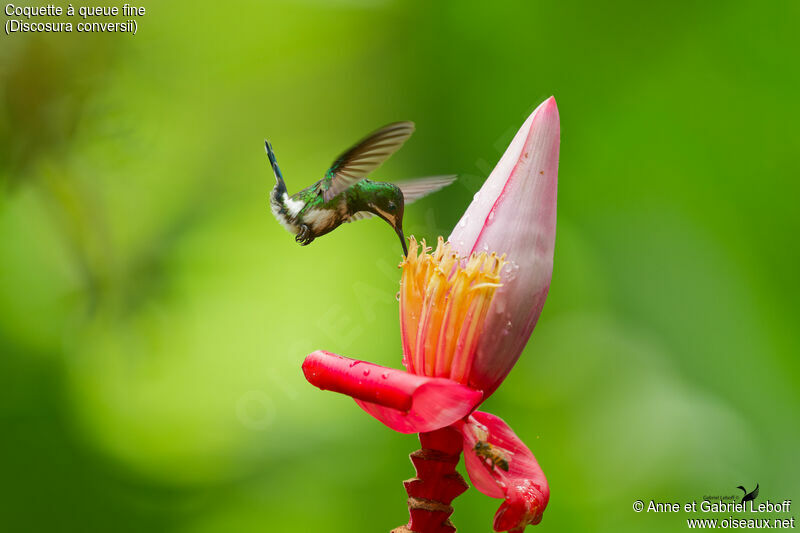 Green Thorntail