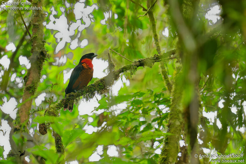 Red-ruffed Fruitcrowadult