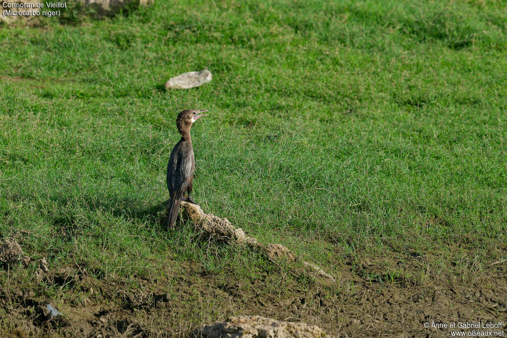 Cormoran de Vieillot