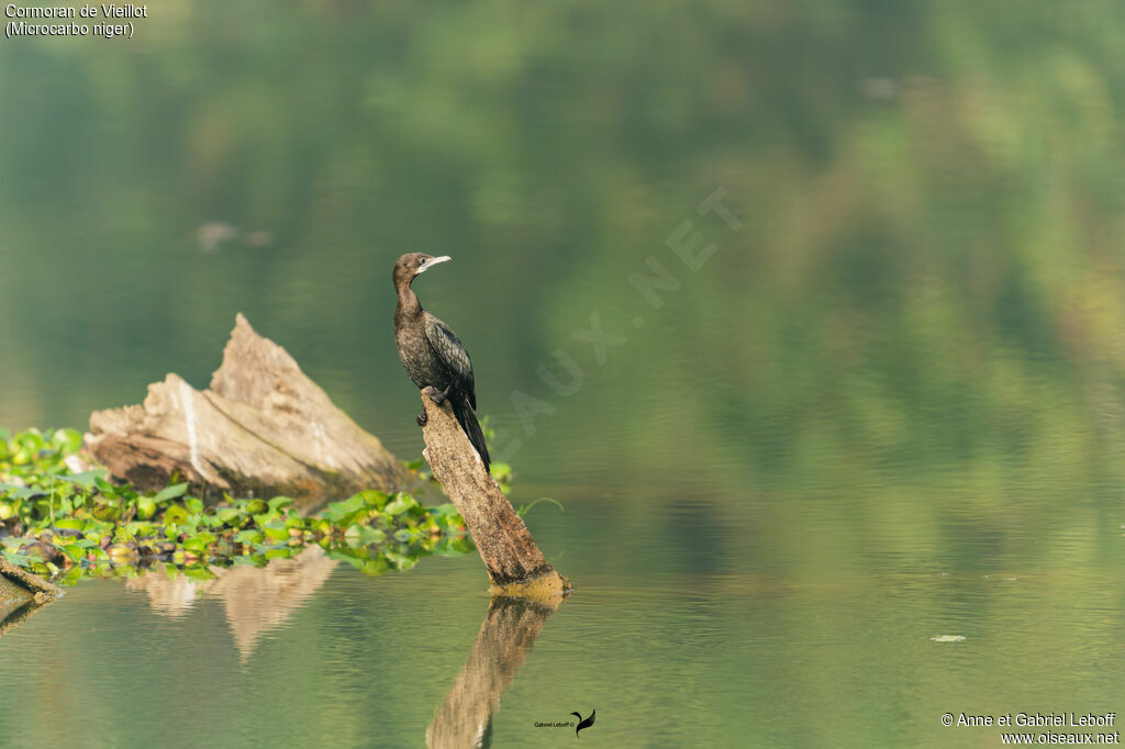 Cormoran de Vieillot