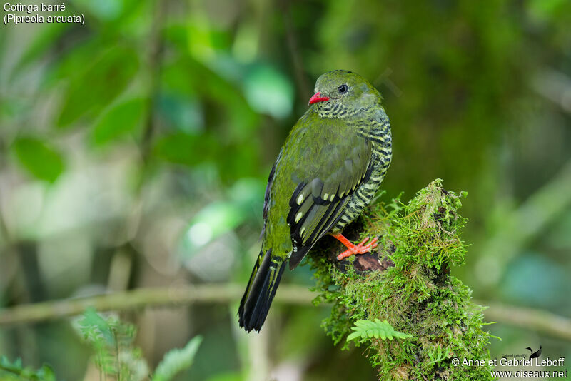 Cotinga barré femelle adulte