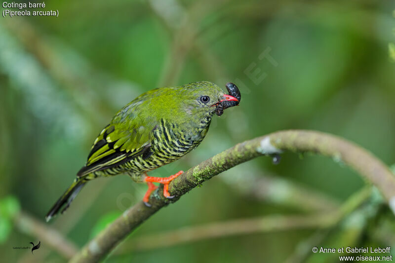 Cotinga barré femelle adulte, mange