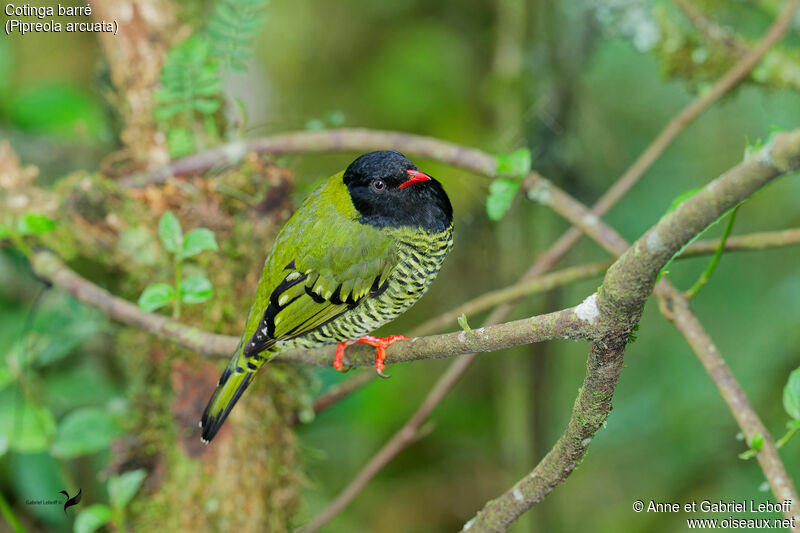 Cotinga barré mâle adulte