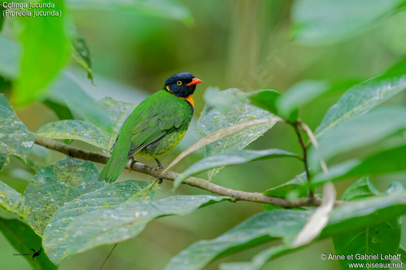 Cotinga jucunda mâle adulte