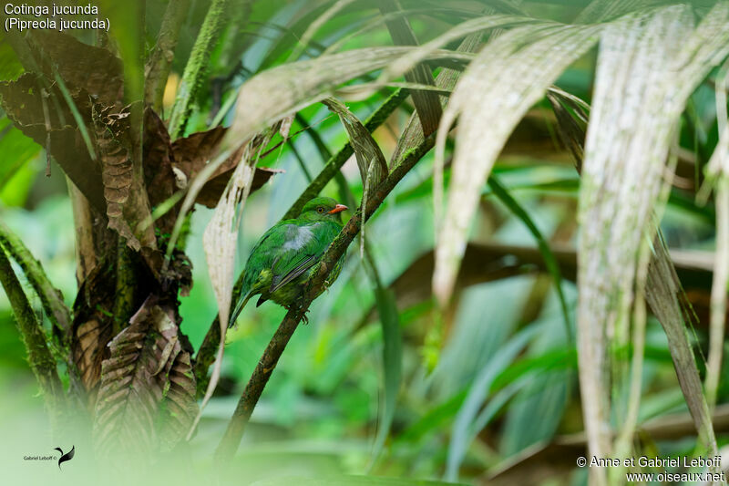 Orange-breasted Fruiteater female adult