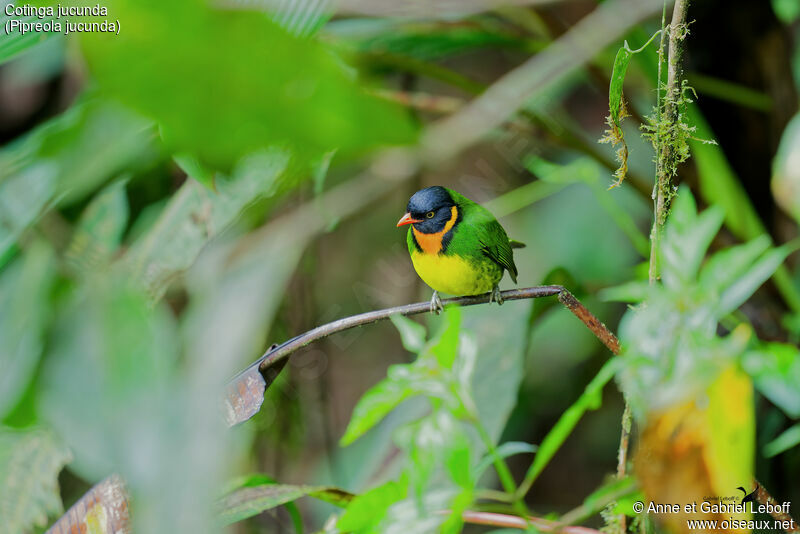 Orange-breasted Fruiteater male adult