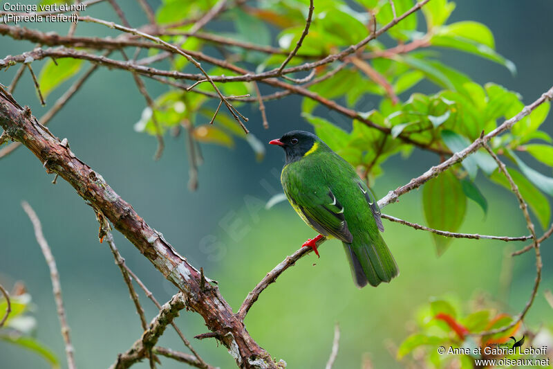 Cotinga vert et noir mâle adulte