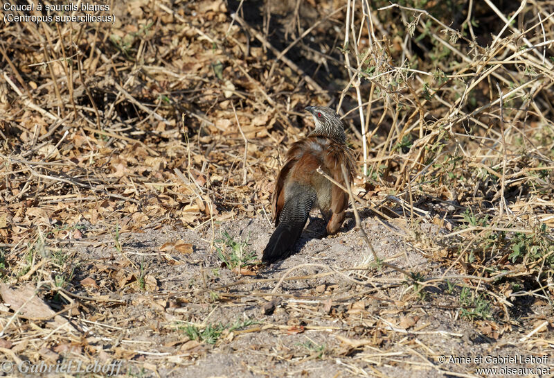 White-browed Coucal